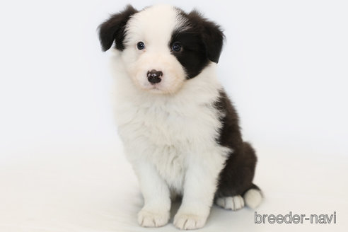 成約済の神奈川県のボーダーコリー-274594の1枚目